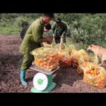 Links developed to promote sweet oranges in Bac Kan
