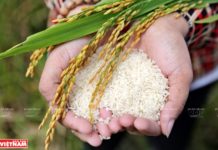 EVFTA: A win-win opportunity