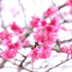 Dien Bien cherry blossom festival honored Vietnam-Japan ties