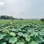 West Lake Lotus: Unveiling the Pristine Elegance of Hanoi’s Heart