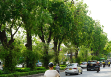 Hanoi Unveils Ambitious Tree-Planting Initiative for 2026