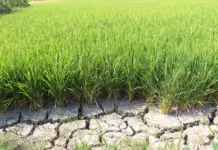 Vietnam Pioneers Long-Term Land Management to Combat Desertification