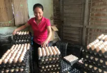 Unlocking Rural Potential: Khai Thai Chicken Eggs Trademarked for Enhanced Value and Traceability