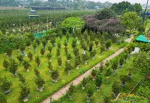 Kumquat Bonsai: A Fresh Symbol of Tet Celebrations